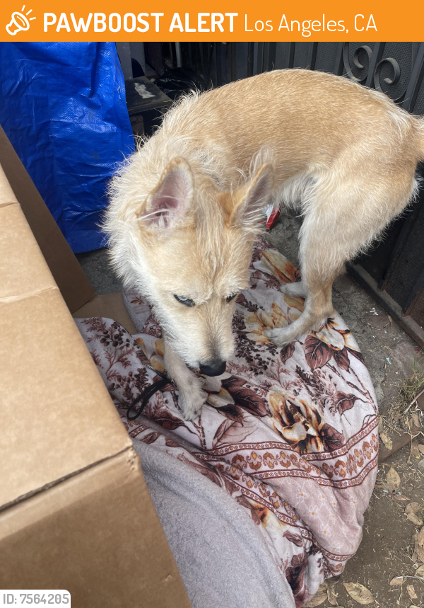 Found/Stray Unknown Dog last seen Near st and western , Los Angeles, CA 90007