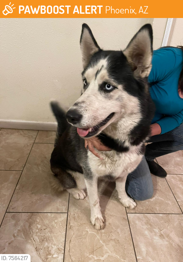 Found/Stray Female Dog last seen Near Ave and Van Buren , Phoenix, AZ 85009