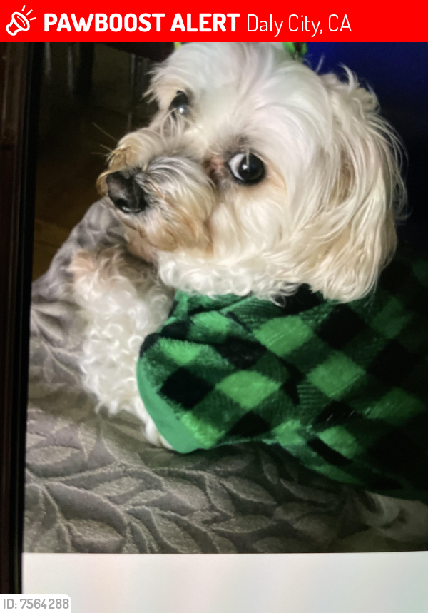 Lost Female Dog last seen Southgate Daly city, Daly City, CA 94015