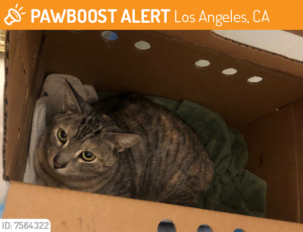 Rehomed Female Cat last seen Woodland Hills at Burbank Blvd and Sale Ave., Los Angeles, CA 91367