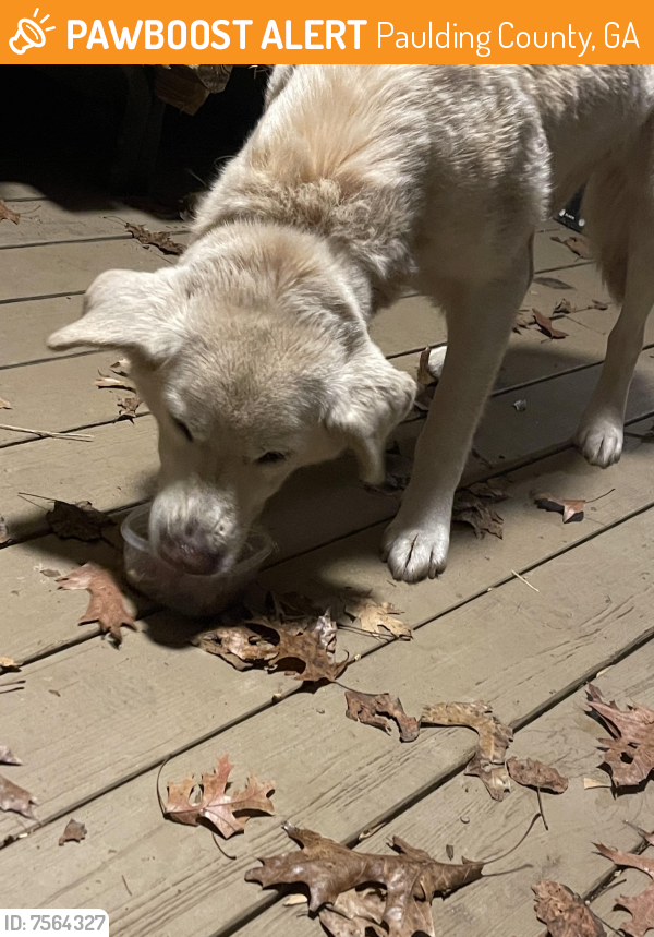 Found/Stray Male Dog last seen Corley place off Braswell mountain rd, Paulding County, GA 30132