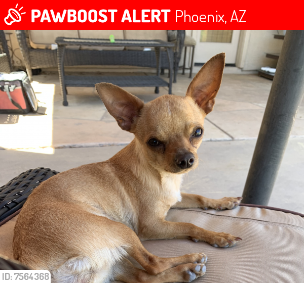 Lost Female Dog last seen 91st Ave & McDowell , Phoenix, AZ 85037