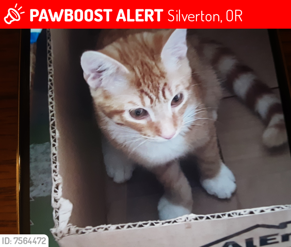 Lost Male Cat last seen Silverton rd and Howell prairie , Silverton, OR 97381