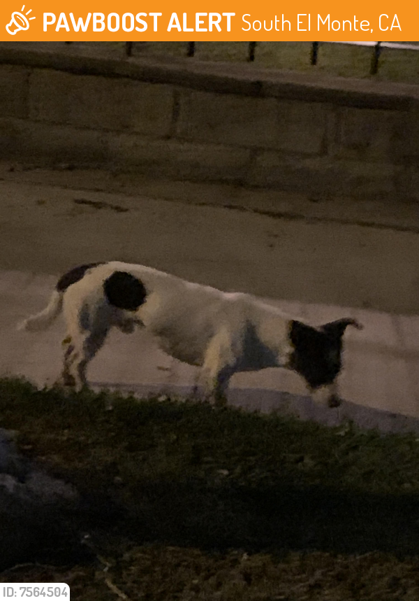 Found/Stray Male Dog last seen Near Leafdale ave , South El Monte, CA 91733