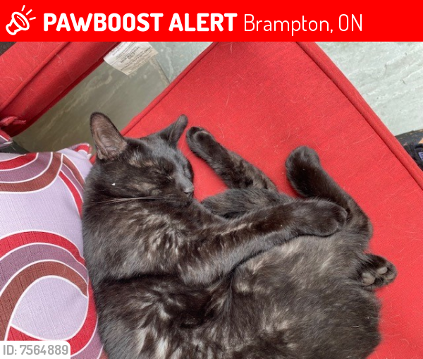 Lost Male Cat last seen hurontario and sandawood (brampton), Brampton, ON 