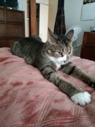 Lost Male Cat last seen Woodard avenue behind high school field, Cleburne, TX 76033