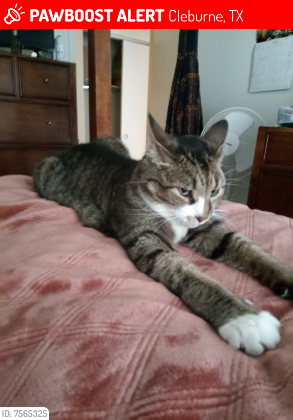 Lost Male Cat last seen Woodard avenue behind high school field, Cleburne, TX 76033