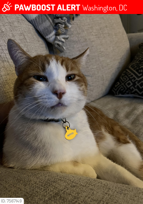 Lost Male Cat last seen 12th PL NE and Constitution Ave, Washington, DC 20002