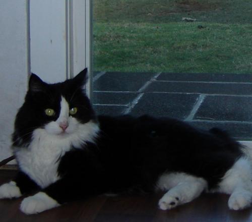 Lost Found Dogs Cats And Pets In Oahu Hi Page 3 Pawboost