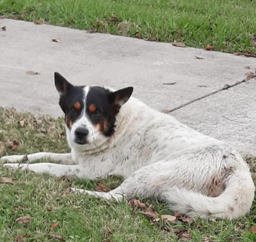 Found/Stray Male Dog last seen Medical Complex , Tomball, TX 77375