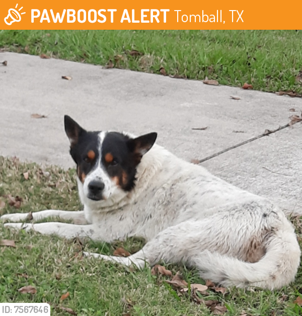 Found/Stray Male Dog last seen Medical Complex , Tomball, TX 77375