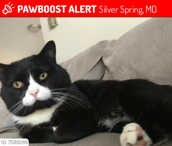 Lost Male Cat last seen Flower ave & Piney Branch, Silver Spring, MD 20912