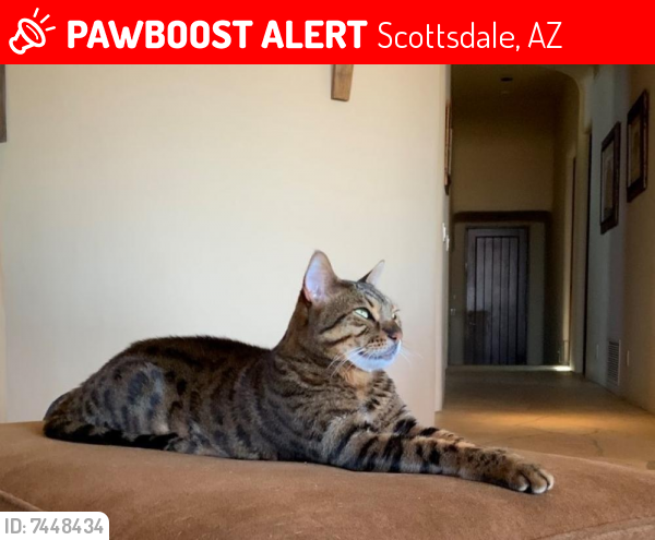 Lost Male Cat last seen Jomax and 90th street, Scottsdale, AZ 85255