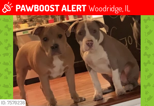 Lost Male Dog last seen 83rd and Route 53 (between Janes and Route 53), Woodridge, IL 60517
