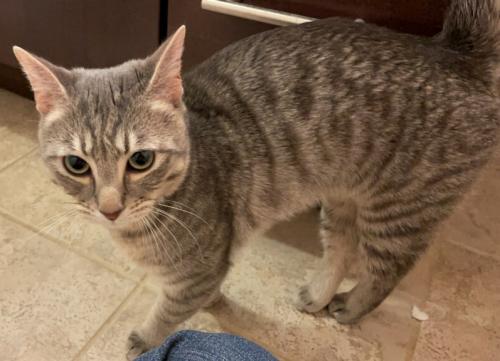 Found/Stray Unknown Cat last seen Near Ripley St, Silver Spring, MD 20910, Silver Spring, MD 20910