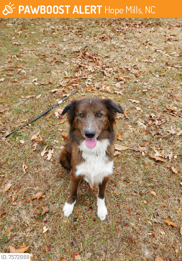 Found/Stray Male Dog last seen Gray's Creek Middle, Hope Mills, NC 28348