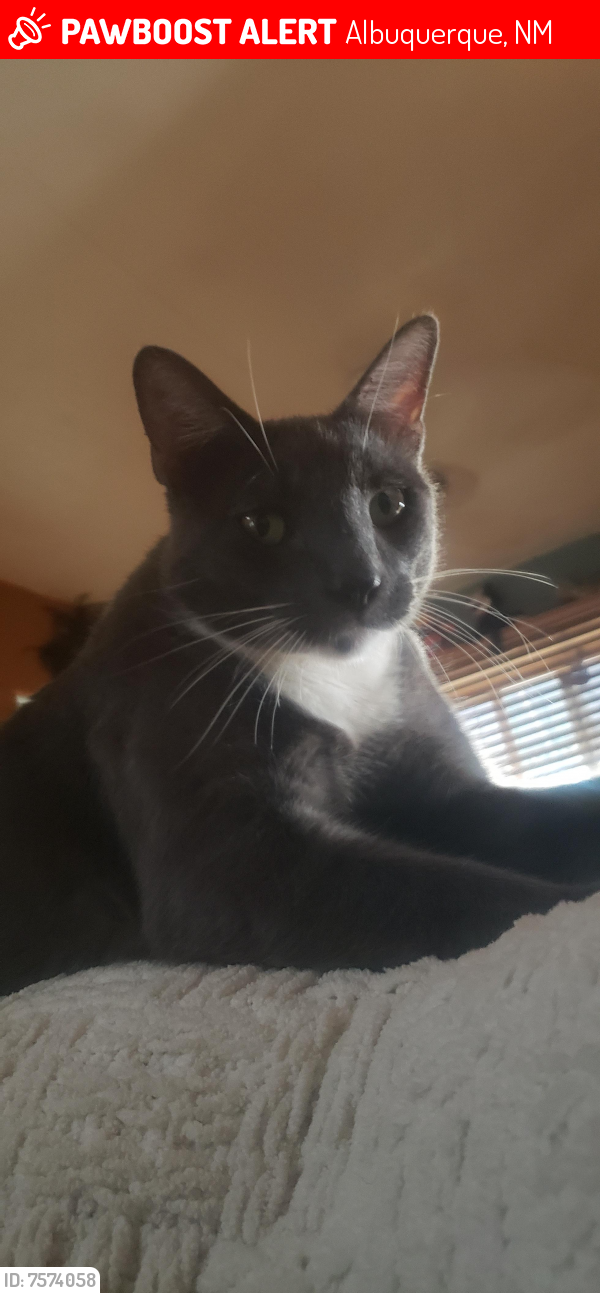 Lost Male Cat last seen Kathryn and florida, Albuquerque, NM 87108