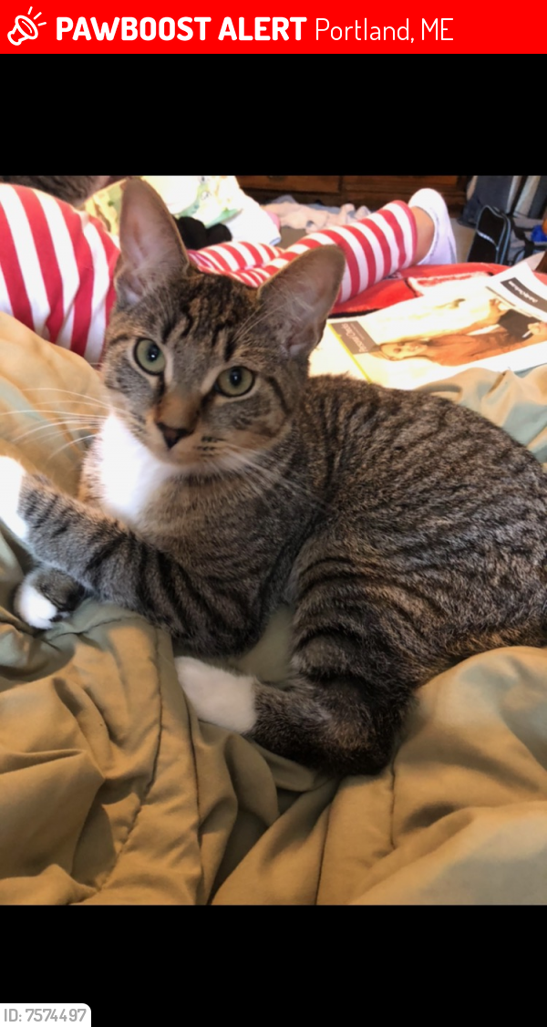 Lost Female Cat last seen Grant st & High st Portland maine, Portland, ME 04101