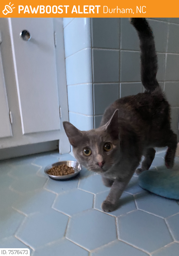 Surrendered Female Cat last seen kirkwood and britt, Durham, NC 27705