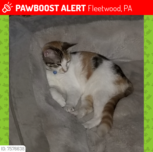 Lost Female Cat last seen Brookfield drive, Fleetwood, PA 19522