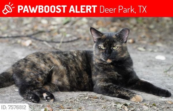 Lost Female Cat last seen Pine Lake Dr and Comal Springs, Deer Park, TX 77536