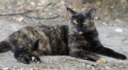 Lost Female Cat last seen Pine Lake Dr and Comal Springs, Deer Park, TX 77536