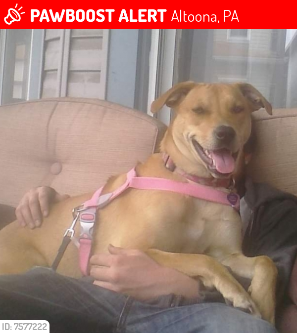 Lost Female Dog last seen By the fefis on 7th strewt in altoona pa, Altoona, PA 16602