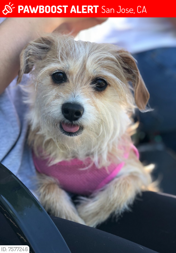 Lost Female Dog last seen Waterford Park. Behind Lucky's Supermarket , San Jose, CA 95136
