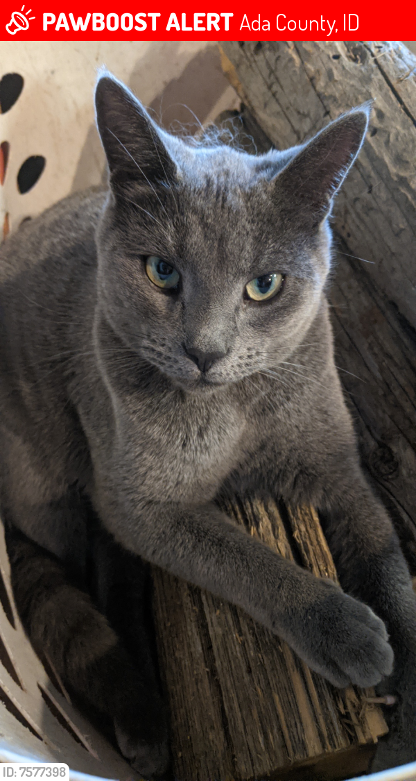 Lost Male Cat last seen Cloverdale and Victory, Ada County, ID 83709