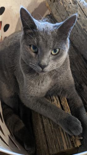 Lost Male Cat last seen Cloverdale and Victory, Ada County, ID 83709