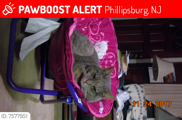 Lost Female Cat last seen Baltimore Street, Phillipsburg, NJ 08865