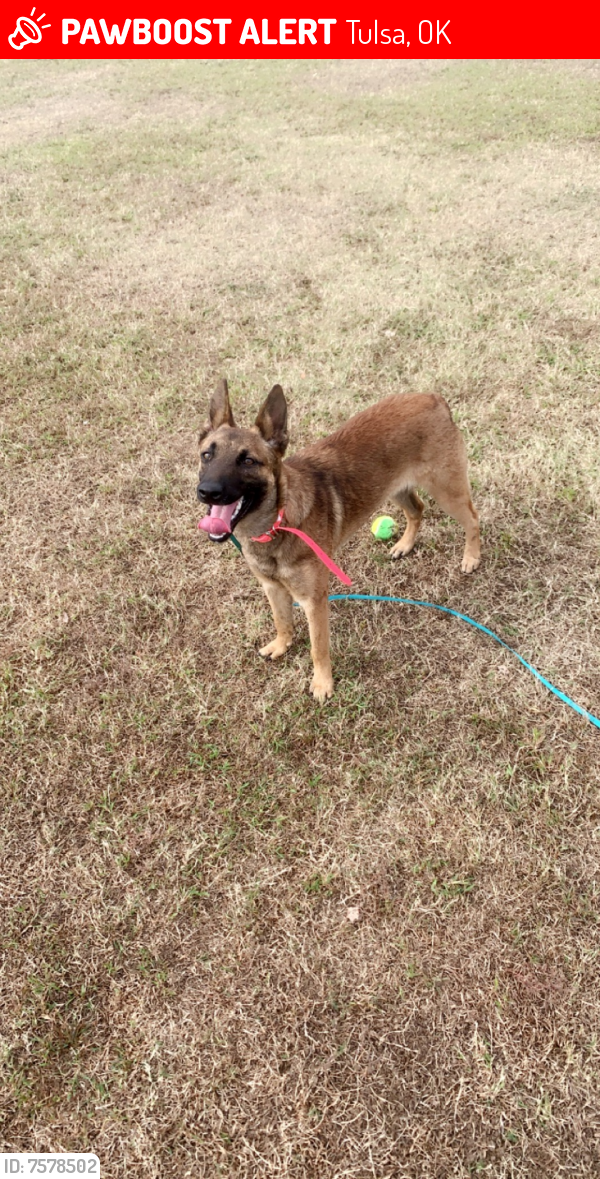 Lost Female Dog last seen 31st 129th, Tulsa, OK 74134
