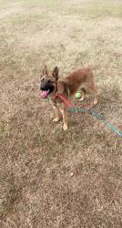 Lost Female Dog last seen 31st 129th, Tulsa, OK 74134