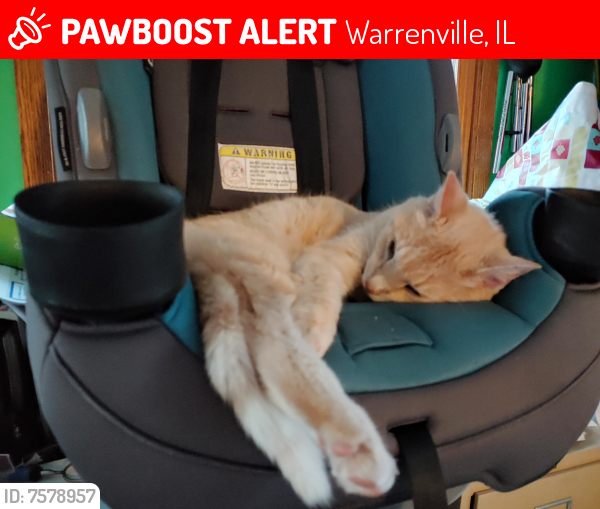 Lost Male Cat last seen Townline and Curtis, Warrenville, IL 60555