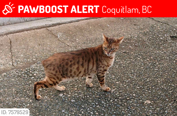 Lost Male Cat last seen Brunette Avenue & Cayer Street, Coquitlam, BC, Coquitlam, BC 