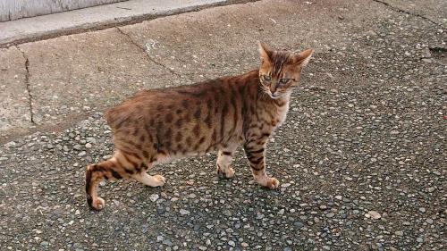 Lost Male Cat last seen Brunette Avenue & Cayer Street, Coquitlam, BC, Coquitlam, BC 