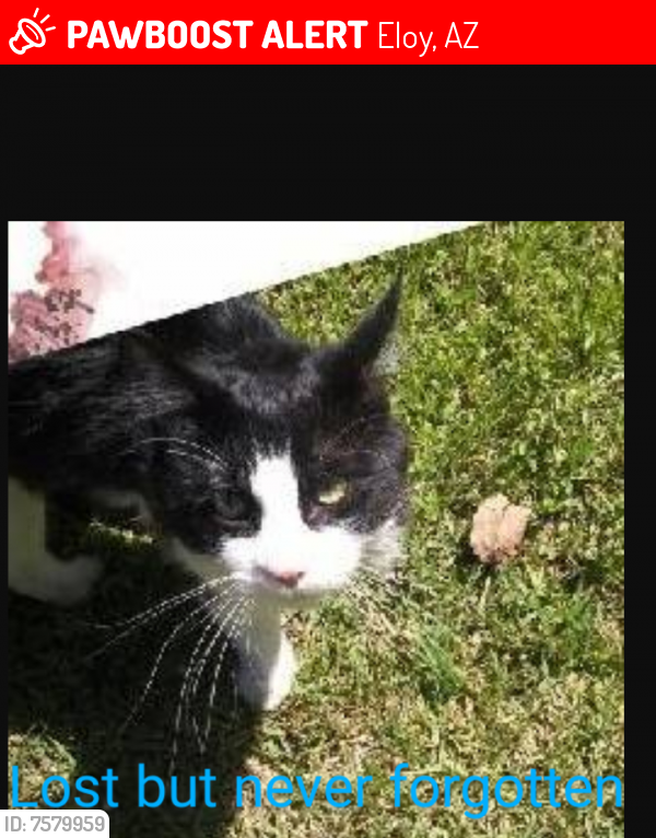 Lost Male Cat last seen San Carlos Dr 85131, Eloy, AZ 85131