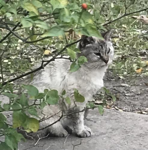 Lost Female Cat last seen Mud Lake, San Antonio, TX 78245