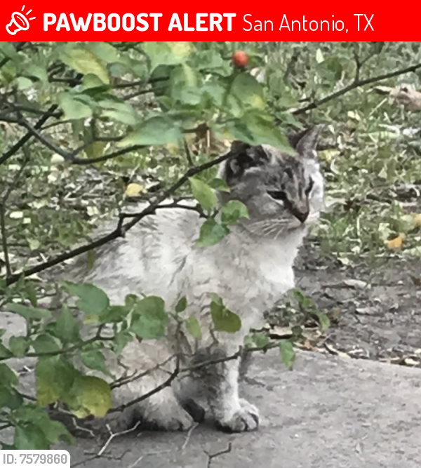 Lost Female Cat last seen Mud Lake, San Antonio, TX 78245
