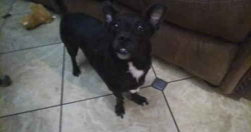 Lost Male Dog last seen Chandler blvd and 48th st., Phoenix, AZ 85048