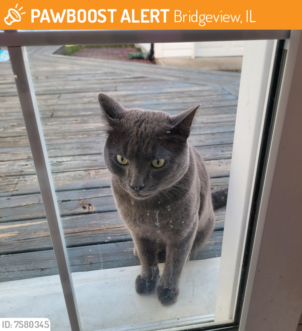 Found/Stray Unknown Cat last seen 87/ Harlem, Bridgeview, IL 60455