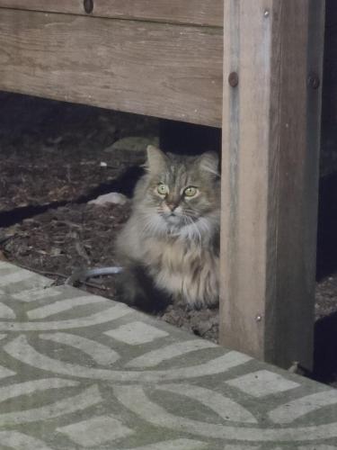 Found/Stray Unknown Cat last seen Brush Hill Cir, Joliet, Joliet, IL 60432