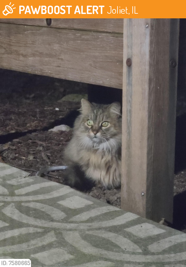 Found/Stray Unknown Cat last seen Brush Hill Cir, Joliet, Joliet, IL 60432