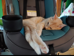 Lost Male Cat last seen Townline Road & Curtis, Warrenville, IL, Warrenville, IL 60555