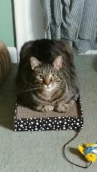 Lost Male Cat last seen Holling Heights / Timbercreek, Omaha, NE 68137