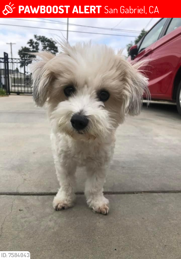 Lost Female Dog last seen San gabriel blvd, San Gabriel, CA 91776