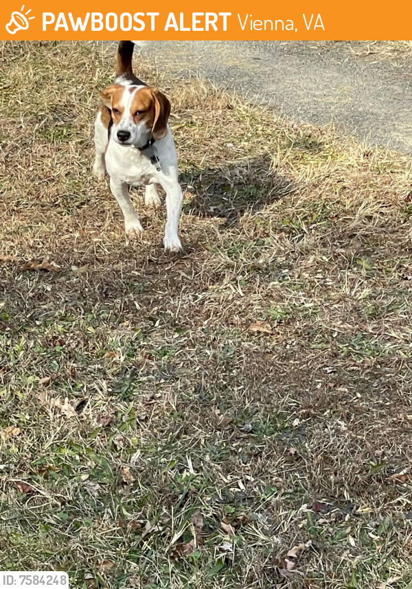 Found/Stray Male Dog last seen WO&D trail ~mile 12, W of Maple Ave, Vienna, VA 22180