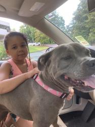 Reunited Female Dog last seen Near Columbia drive, Decatur, GA 30032