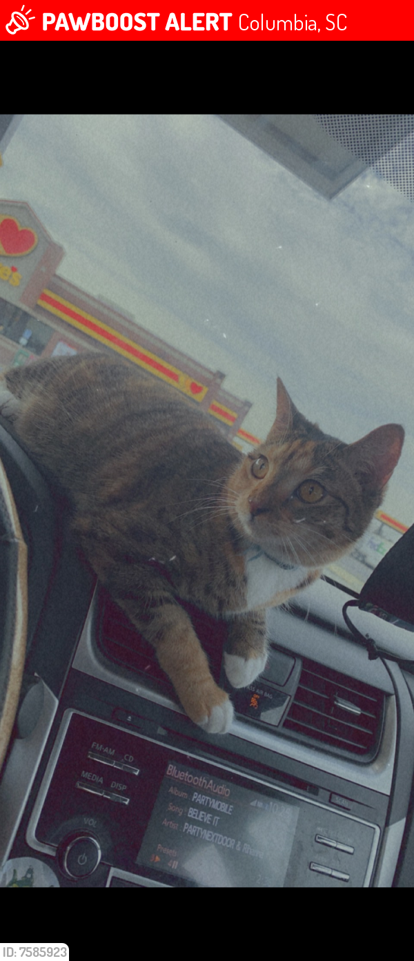 Lost Female Cat last seen Behind save a lot on harden street, Columbia, SC 29204