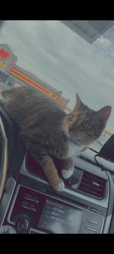 Lost Female Cat last seen Behind save a lot on harden street, Columbia, SC 29204